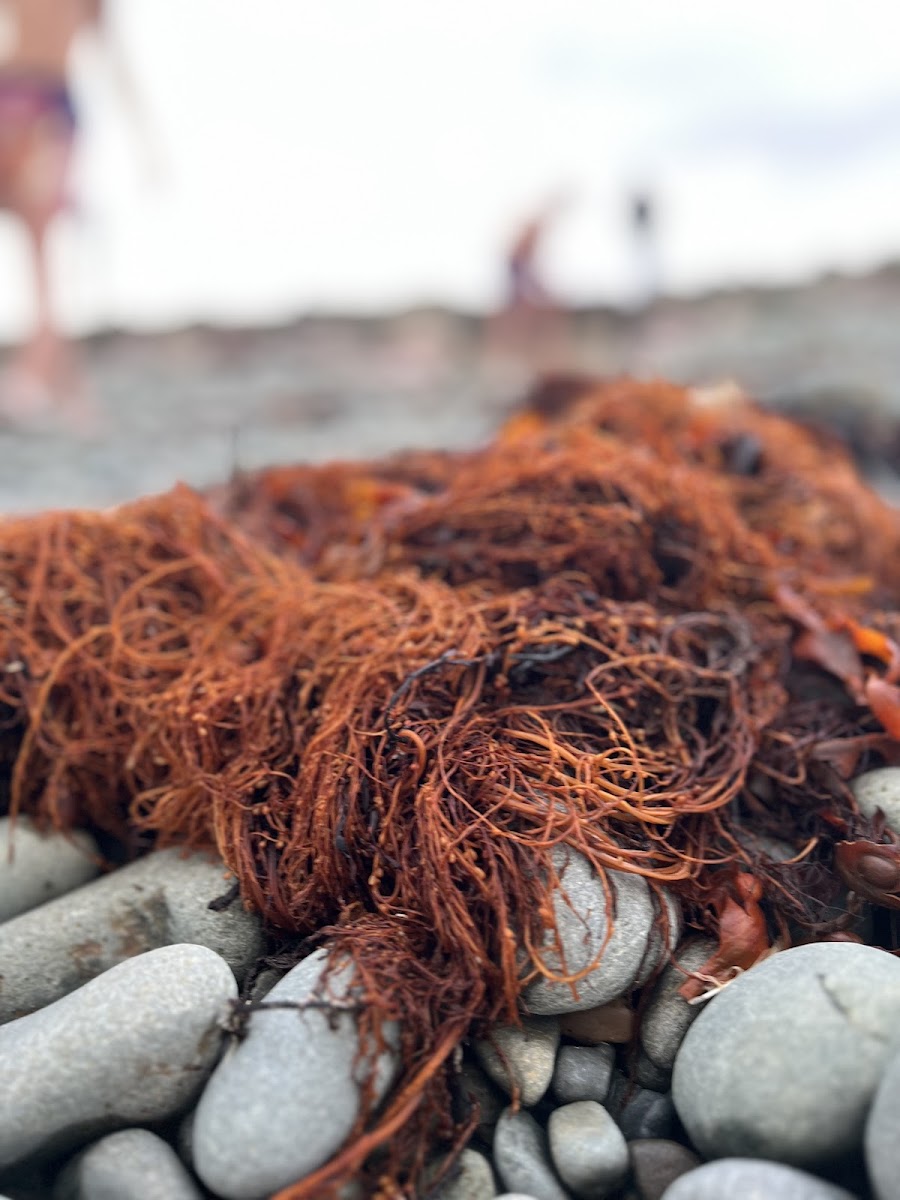 L' Effet Mer St Pabu Photo 9